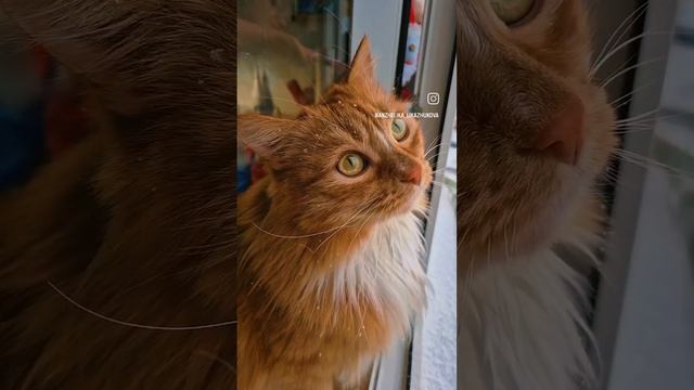 Кузенька. #котики