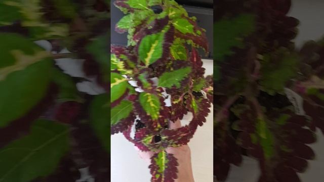 Колеус Cracklin Rosie.