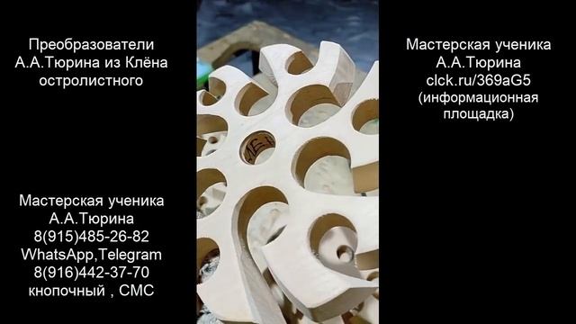 Клён остролистный. Вихревые преобразователи А.А.Тюрина.