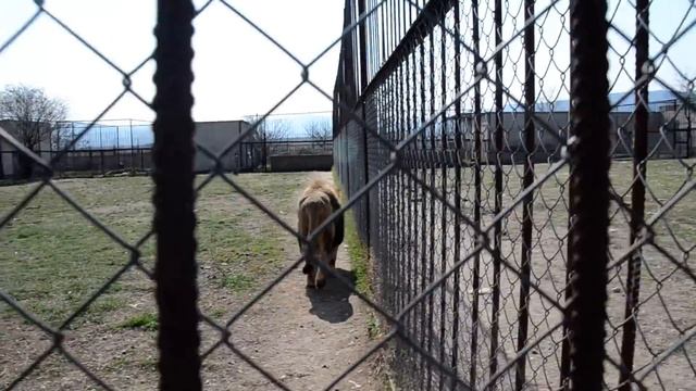 ПРЕЛЕСТЬ ! Лев Марсель научился ТАНЦЕВАТЬ !!!! 'So cute! Lion Marcel has learned to dance!'