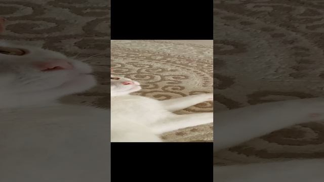 Кот Вадим отдыхает.
