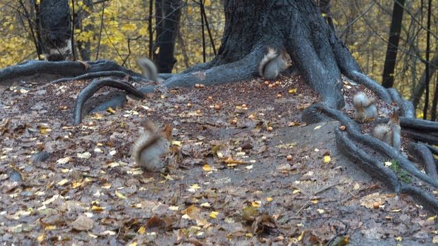 Дождь и голодные белки