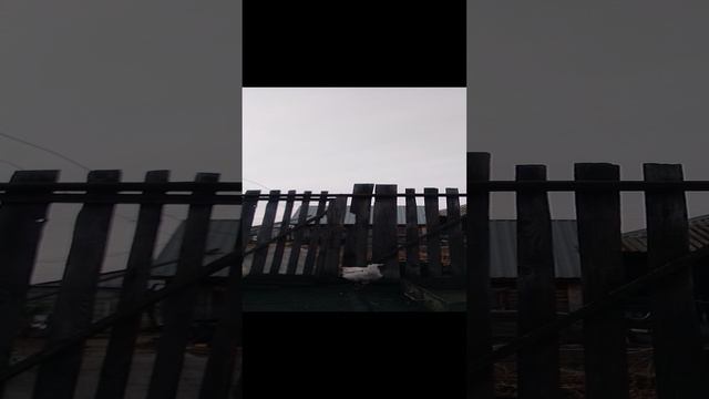 про курей