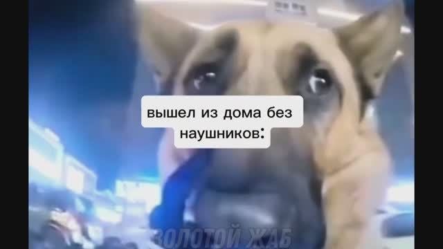 тикток энгри берд _ подборка мемов