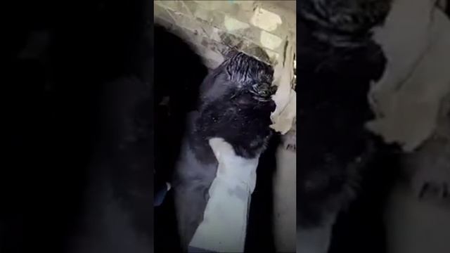 rescue cat