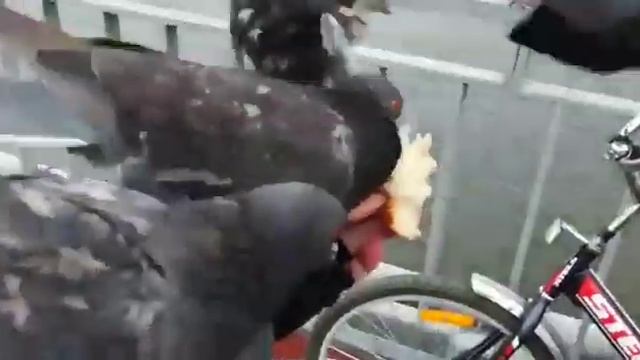 Ручные голуби атакуют