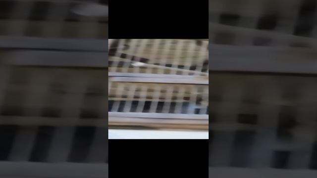 Щеглы