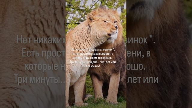 Правда
