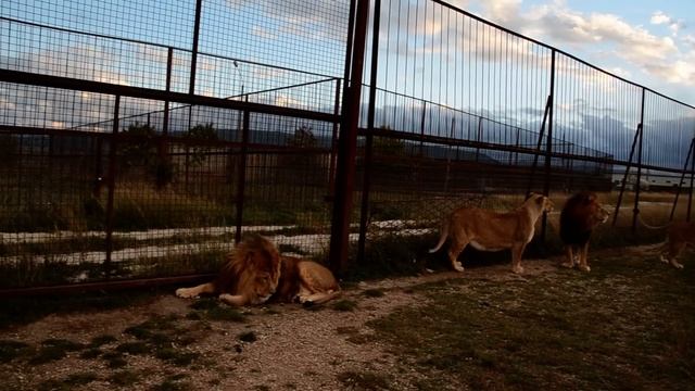 УДИВИТЕЛЬНО !!! Лев Марсель извалялся в какашках и стал для всех невидимым !