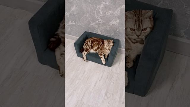 лежанка диван Омск.mp4