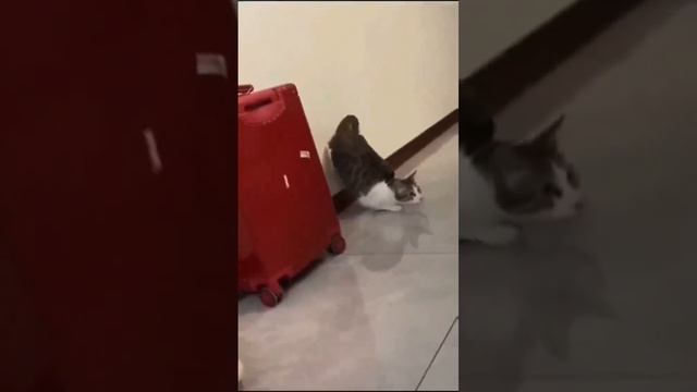 Супер бой ММА