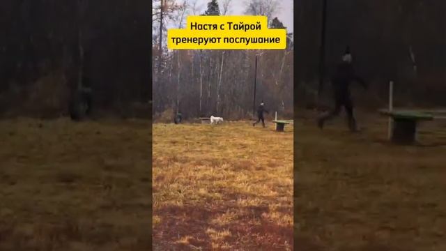 Дрессировка собак #music #cosplay #собака #dog #топ #hobby #собаки #животные #malinois