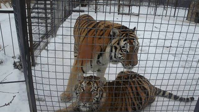 Тигры радуются приходу людей