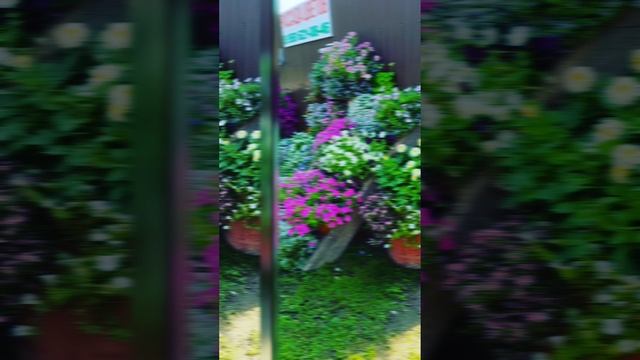 Питомник декоративных растений РасСаДаЧка-Чкаловск
