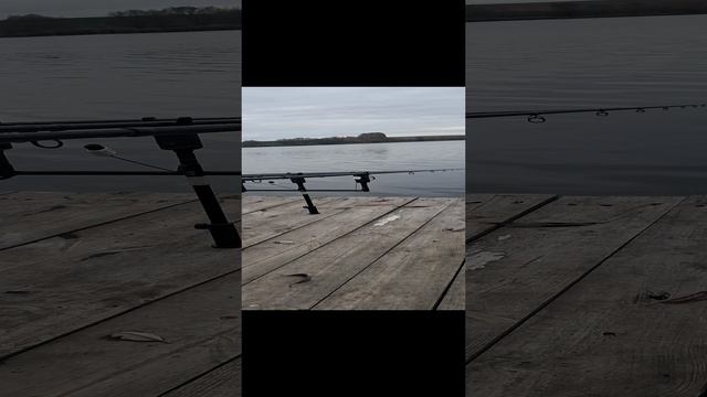 #fishing #карпфишинг #carpfishing #рыбалка #carp #ловлякарпа #flatmethodfeeder #fletfider