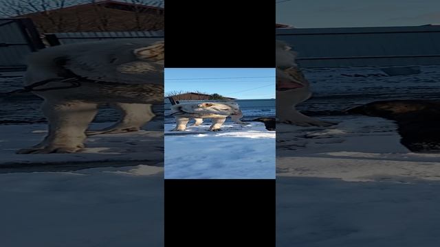 гороч впервые знакомиться со своими сыновьями
