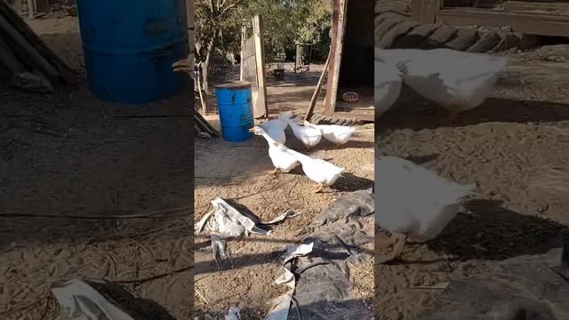 Городской коржик #коржмарти #корги #собака #юмор #животные #corgi #dog #funny #animals