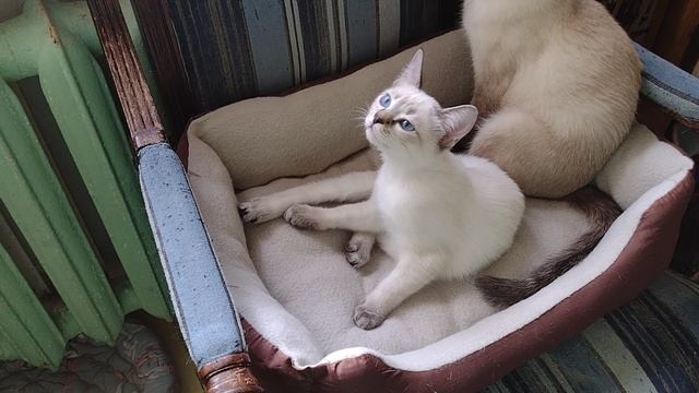 Очень красивая девочка, тайский котенок