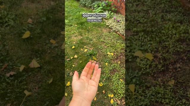 Удивительное видео с обычными листьями