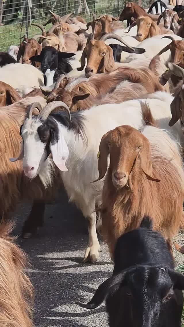 Пробка на дороге в Калабрии 😀