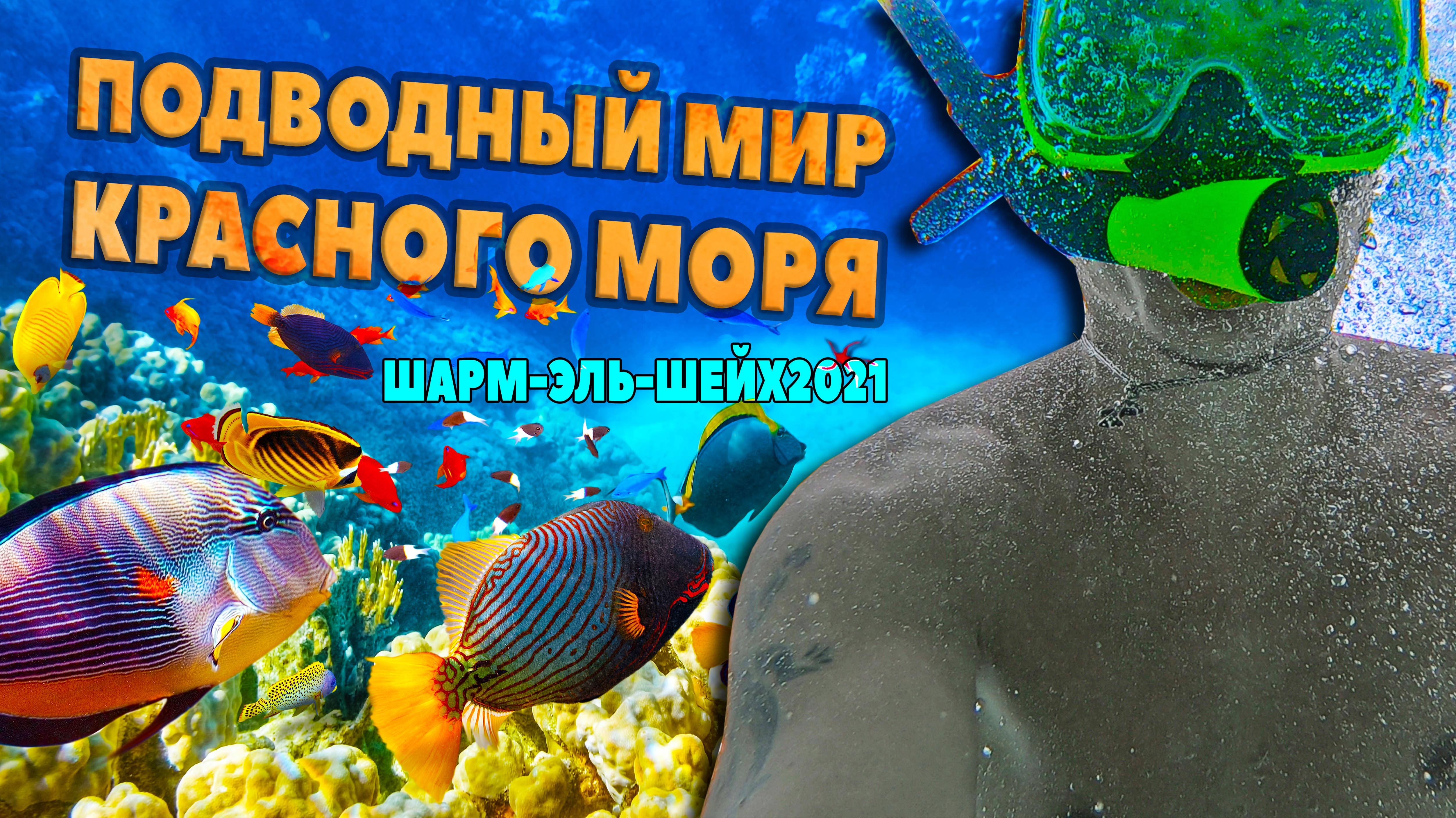 Подводный мир красного моря Шарм-Эль-Шейх 2021