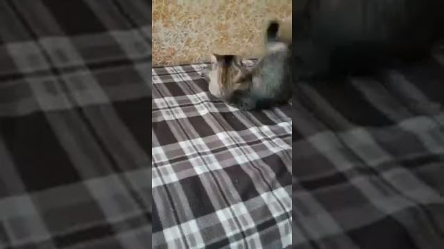 У кота ломки