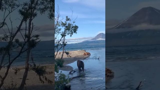 Озеро Курильское с мирно гуляющим медвежонком, Камчатка🌊🧸https://t.me/vzgliani_blog #travel #short