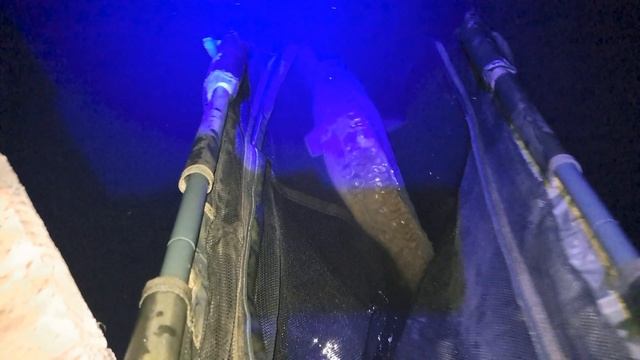 #fishing #карпфишинг #carpfishing #рыбалка #carp #ловлякарпа #flatmethodfeeder #fletfider