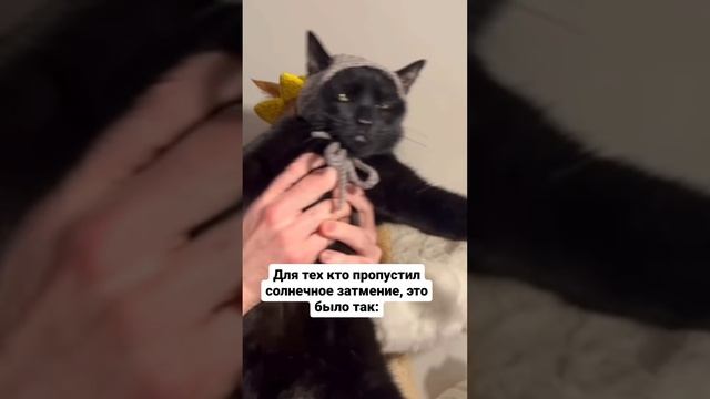 Solar eclipse 🐱😃