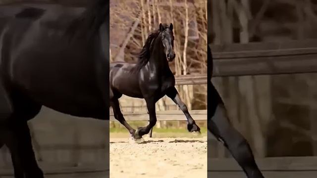 Конь вороной 🐎
Гармония красоты и силы❤️
Ну разве не красавец?🔥