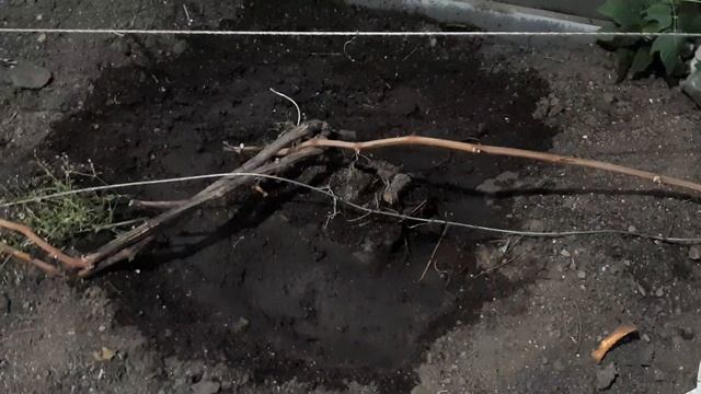 Поливаем кусты под зиму с золой