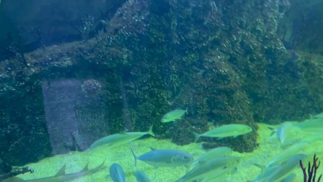 Продолжение в дельфинарии 🦎🐅🐬