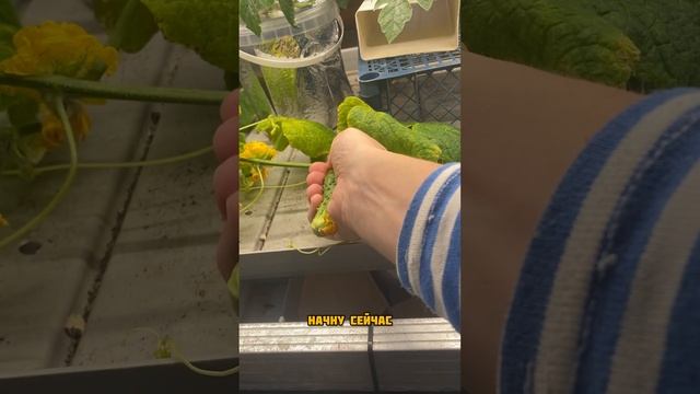 Судьба огурца
