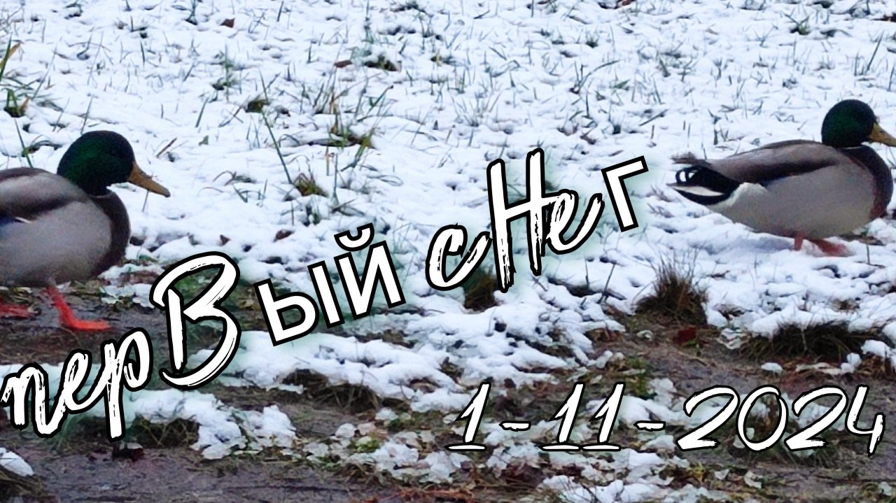 Утки и первый снег ❄️ 1-11-2024