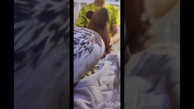 БлопТоп