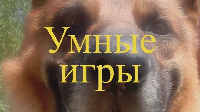 Дрессировка овчарки. Игра.