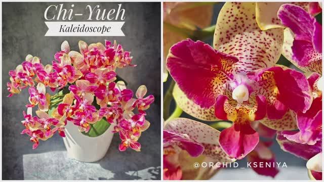 Phal. Chi-Yueh Kaleidoscope бабочка 🌸 Азиатские орхидеи в групповой посадке | Домашнее цветение