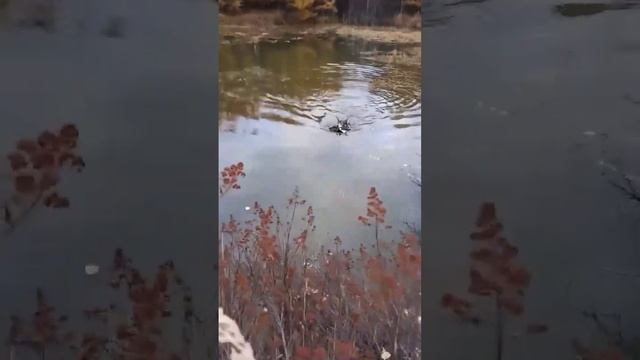 Утятник)
