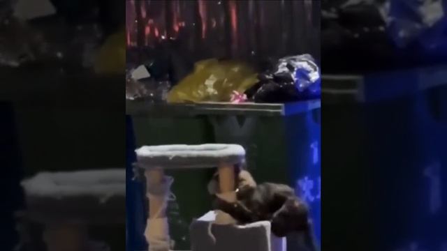 Маленькая радость уличного кота