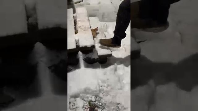 Лиса пришла на ужин