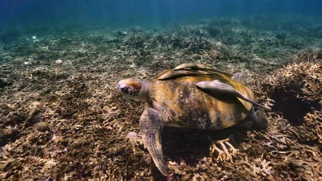 Turtle underwater shooting diving