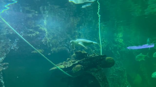 Третий день в дельфинарии 🐅🦎🐬