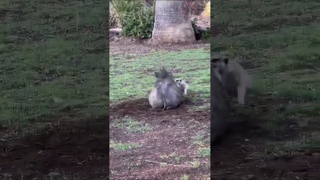 Тимон и Пумба они существуют ♥️