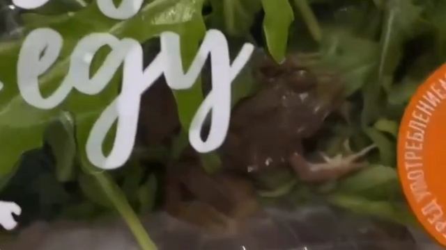 Девушка нашла живую лягушку в упаковке свежей зелени