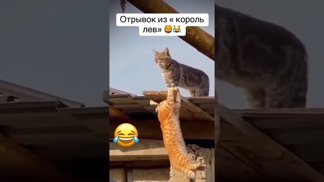 Отрывок из м/ф «Король-кот» 😅