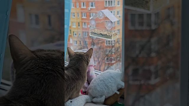 У меня новое развлечение #кошачийтелевизор
