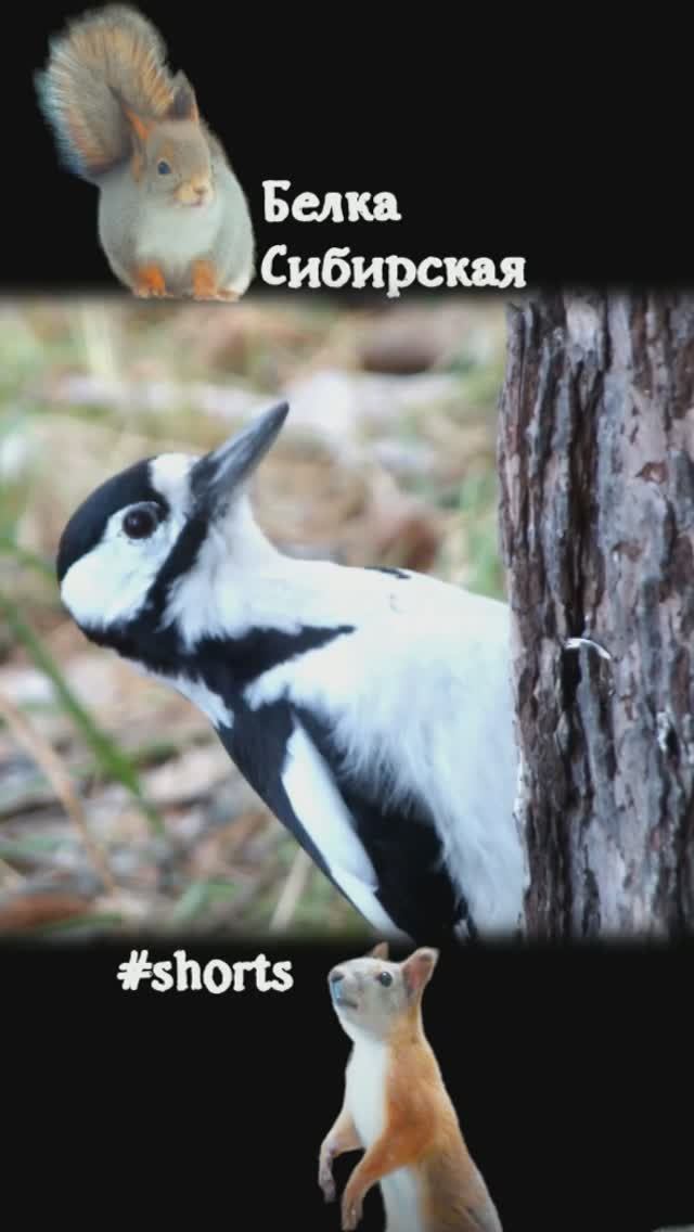 Большой пестрый дятел ест семечки