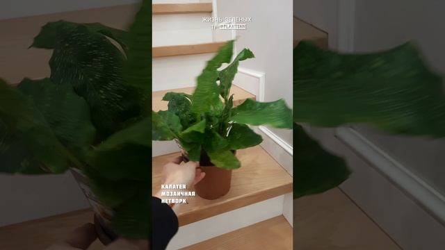 Калатея мозаичная Нетворк в наличии в ЖИЗНЬ ЗЕЛЁНЫХ #shorts