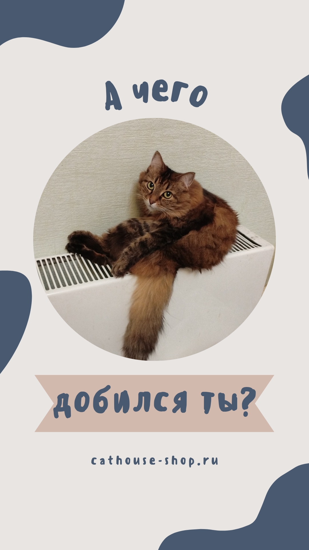 А чего добился ты? #кот #кошки #котики #cats #котик #котикимем