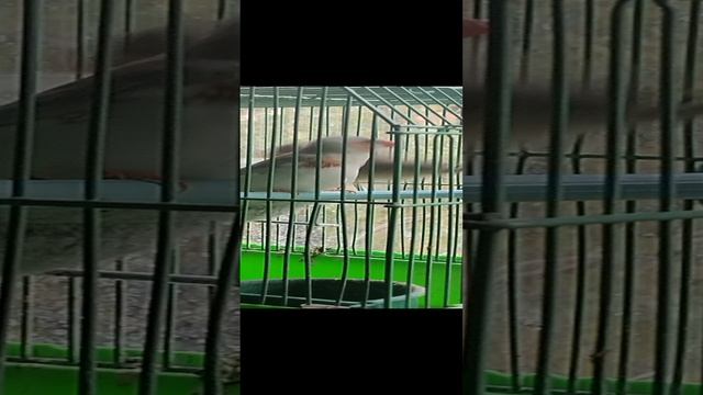Зебровые амадины. Разведение